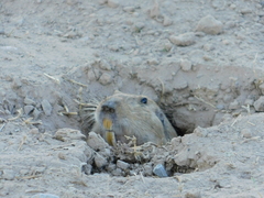 Cratogeomys castanops