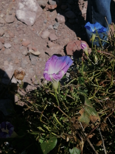 Image of Ipomoea tricolor by (c) Erick Vélez Sánchez, some rights reserved (CC BY)