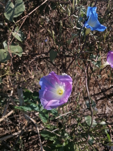 Image of Ipomoea tricolor by (c) Erick Vélez Sánchez, some rights reserved (CC BY)