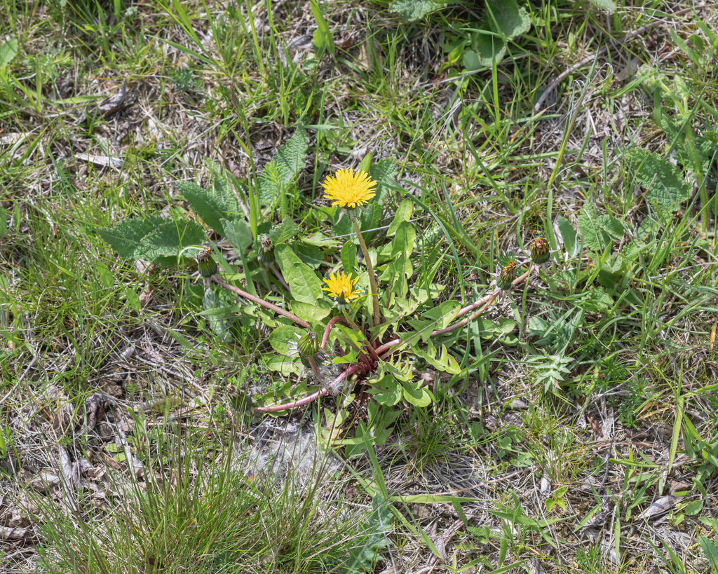 Taraxacum praecox