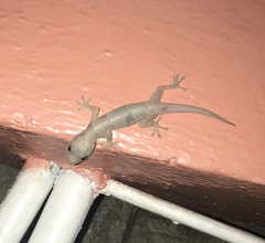 Hemidactylus mabouia