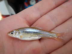 Notropis braytoni