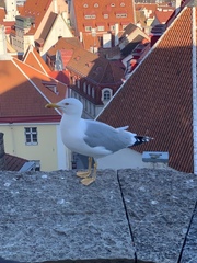 Larus argentatus