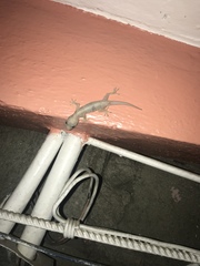 Hemidactylus mabouia