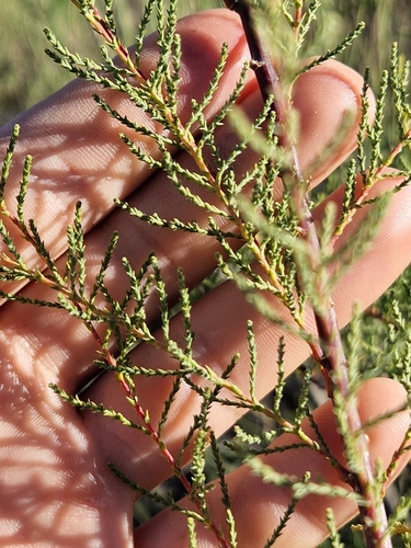 Image of Tamarix chinensis by (c) Gustaf Fredell, some rights reserved (CC BY)