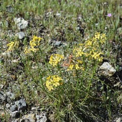 Erysimum franciscanum