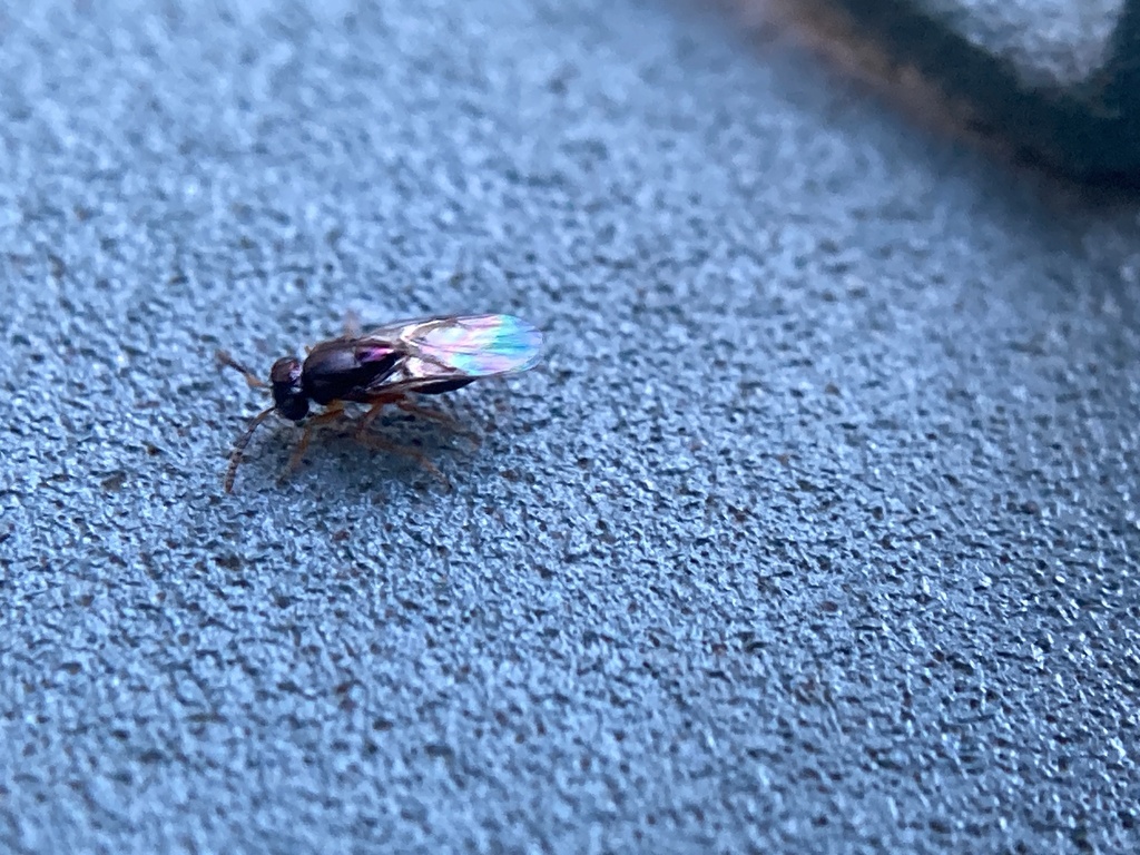 Insects from Charles Towne Landing State Historic Site, Charleston, SC, US on December 28, 2023