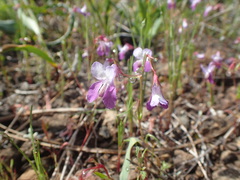 Collinsia sparsiflora