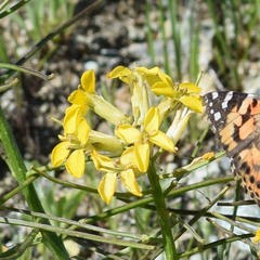 Erysimum franciscanum