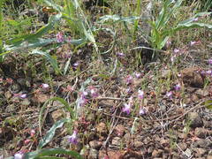 Collinsia sparsiflora