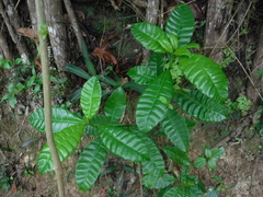 Tabernaemontana citrifolia