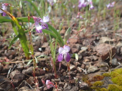 Collinsia sparsiflora