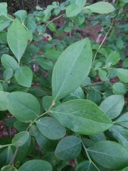 Vaccinium virgatum