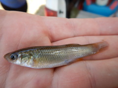 Fundulus grandis