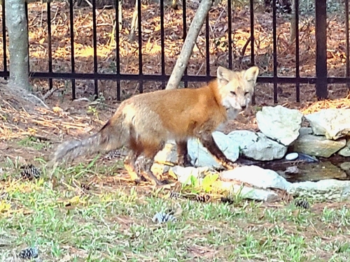 Red Fox photographed in Texas
