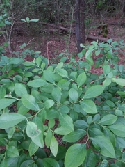 Vaccinium virgatum
