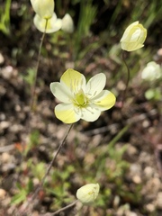 Hesperomecon linearis