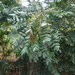 Comocladia pinnatifolia - Photo (c) Martin Reith, algunos derechos reservados (CC BY-NC), subido por Martin Reith