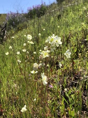 Hesperomecon linearis