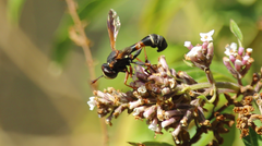 Physocephala segethi