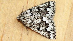 Hypsitropha