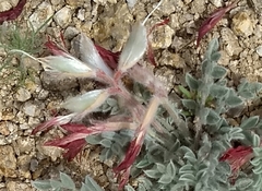 Astragalus coccineus