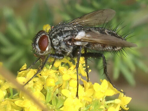 Zeuxia cinerea