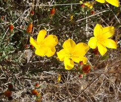 Linum macraei