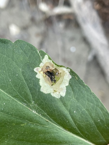 Calycomyza platyptera photo 3
