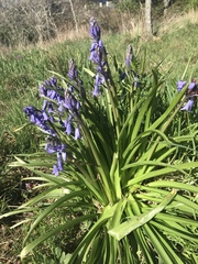 Hyacinthoides non-scripta