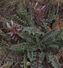 Pedicularis centranthera