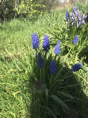 Muscari armeniacum