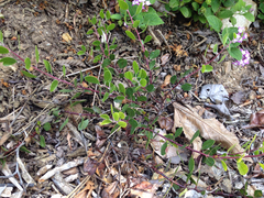 Arctostaphylos hookeri