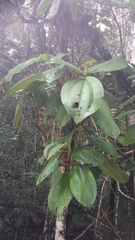 Dichaetanthera