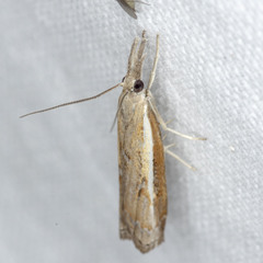 Ptochostola microphaeellus