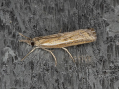 Ptochostola microphaeellus