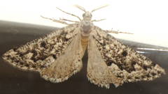 Hypsitropha