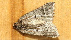 Hypsitropha