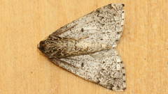 Hypsitropha