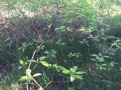Cornus sericea occidentalis