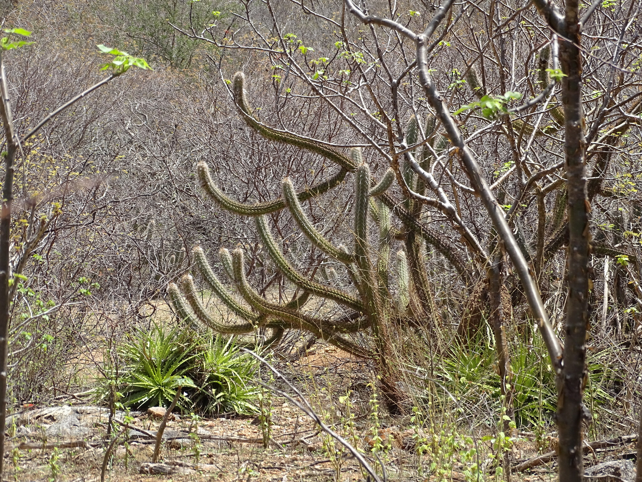 Xiquexique gounellei