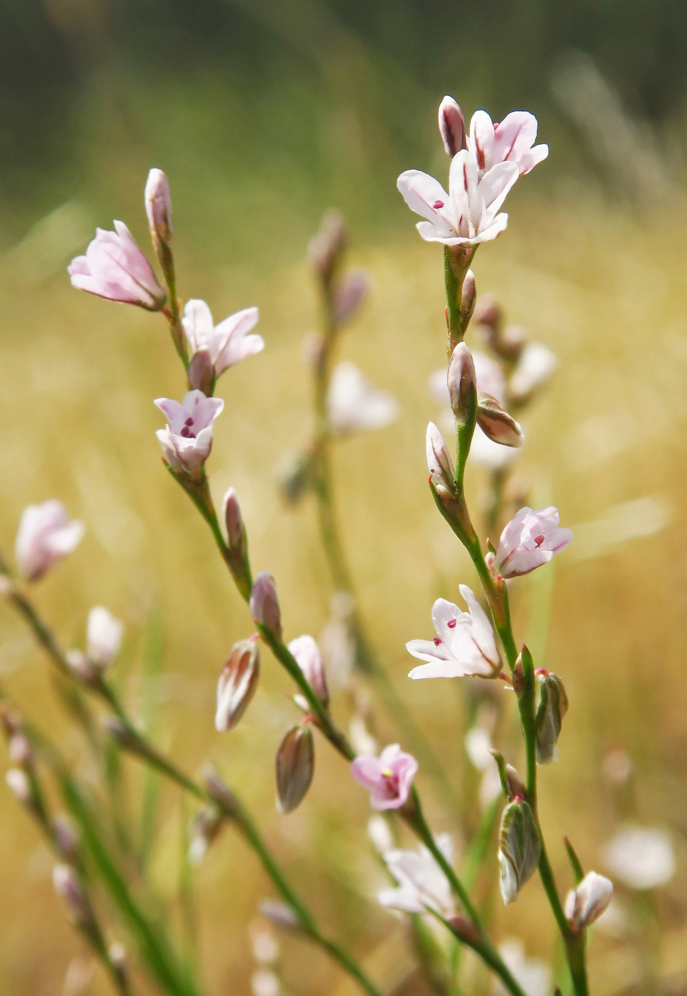 Polygonum majus