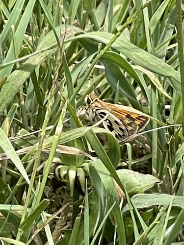Photo of Fasciolata Skipper (Hylephila fasciolata)