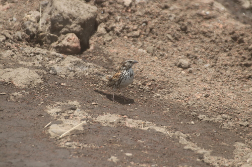 Sierra Madre Sparrow (Xenospiza baileyi), photo 7