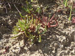 Dudleya multicaulis