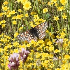 Euphydryas editha bayensis