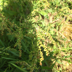 Rumex acetosella