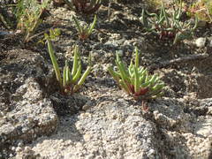 Dudleya multicaulis