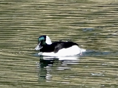 Bufflehead photographed in New Mexico