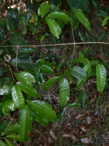 Salacia disepala, 2023-11-16